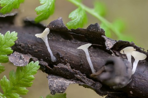Beardless nail cup, bearded submers-stem cup, hymenoscyphus imberbis, fungi, fungi, mushrooms