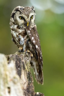 Close-up of an owl on a tree stump against a green background, Tengmalm's owl (Aegolius funereus),
