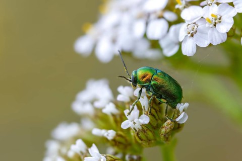 Leaf beetle, chrysomelidae, cryptocephalinae, cryptocephalus aureolus, golden-greenblue pot beetle,