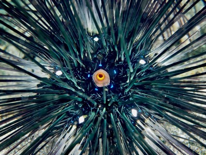 Close-up of a sea urchin with long spines, the diadem sea urchin (Diadema setosum), Secret Bay dive