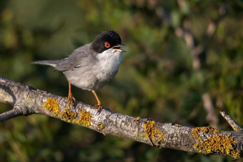 Granelli, Italy, Pantani Cuba and Longarini, velvet warbler, Sardinian warbler, Sylvia