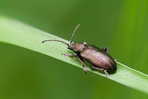 Small sedge reed beetle, Plateumaris consimilis, reed beetle, coleoptera, insects, beetles