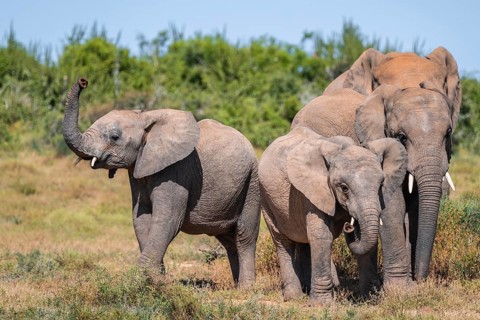 Herd of African elephants (Loxodonta africana), Addo Elephant National Park, Eastern Cape, South