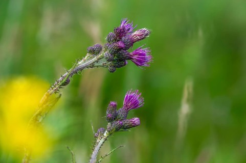 Asteraceae, Cirsium palustre, European Swamp thistle, daisy, swamp thistle, thistle, flora, marsh