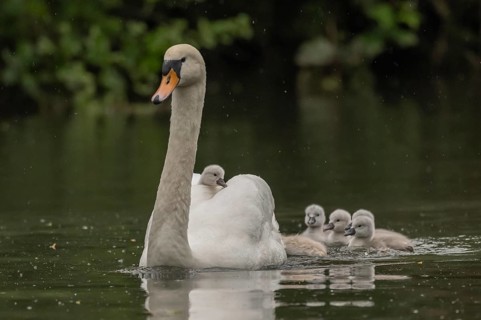 Swan moves across the pond followed by four swan chicks. The water is calm and the light is soft.
