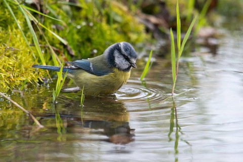 Blue tit, parus caeruleus, bath, bathe, bird bath, birds, tits, passeri, songbirds, tits, drinking