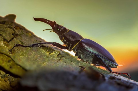 Thundergugi, firecracker, stag beetle, horn shredder, Lucanus cervus, Schröter, Beetle, Coleoptera,