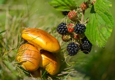 Blackberry, real blackberry, yellow bolete, golden yellow larch bolete, goldcap, goldröhrling,