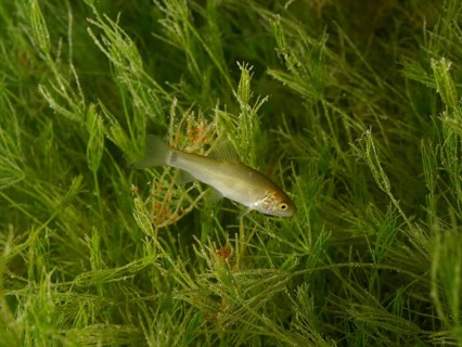 A young tench (Tinca tinca) swims amongst green underwater plants at the Wildsau diving spot,