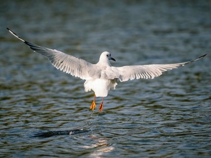 A black-headed gull taking off, Ümminger See, Bochum, Ruhrpott, North Rhine-Westphalia, Germany