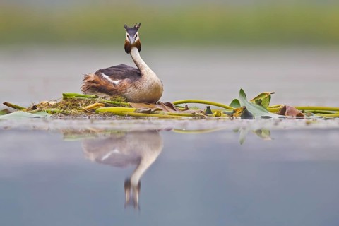 Great Crested Grebe (Podiceps cristatus) on nest, Bavaria, Germany