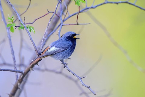 Black Redstart (Phoenicurus achruros), male, perched in a bush, Littlewood Ranch, Limbach,
