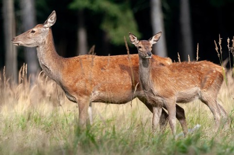 Artiodactyla, Cervus Elaphus, even-toed ungulate, cloven-hoofed, red deer, red deer, adult animal,