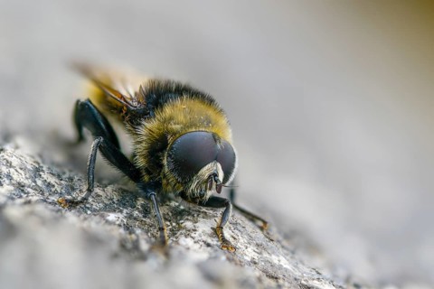 Common daffodil hoverfly, large narcissus fly, merodon equestris, narcissus bulb fly, onion