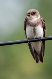 Bank Swallow, Riparia Riparia, Sand Martin, Swallow, Black Swallow, Birds, High Size, Portrait