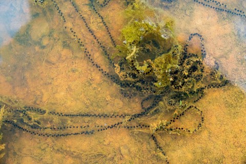Bufo calamita, epidalea calamita, toad, natterjack toad, amphibians, amphibians, spawning line,
