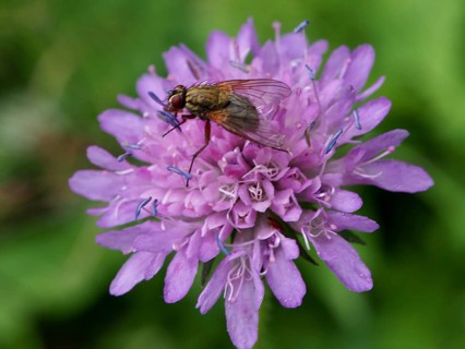 A purple flower with a small fly, the angelica housefly (Phaonia angelicae), on its petals against