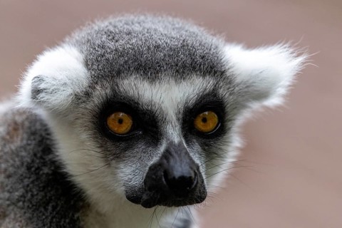 Close-up of a lemur's face with bright yellow eyes in a peaceful setting, ring-tailed lemur (Lemur