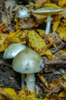 Amanita phalloides, amanita viridis, gout sponge, poisonous mushroom, poisonous greenling, green