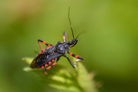 Ringed murder bug, heteroptera, murder bug, Reduviidae, Rhinocoris annulatus, insects, predatory