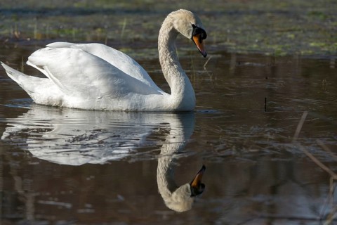 Cygnus olor, mute swan, anatidae, birds, duckbirds, cusp swan, swans, swans, birds, waterbirds