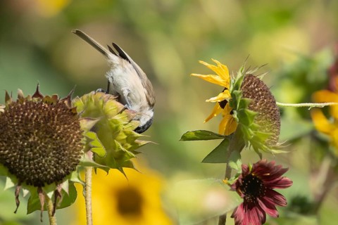 Marsh tit (Poecile palustris) adult bird feeding on a Sunflower (Helianthus spp) seed head in