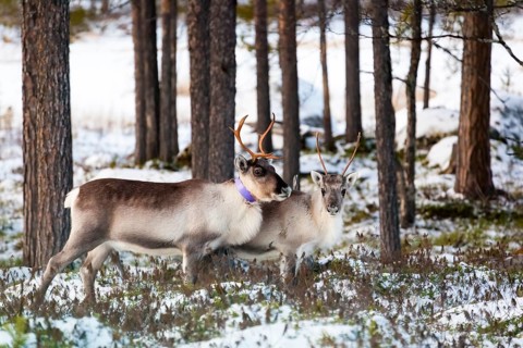 Animals, Mammals, Europe, Finland, Lapland, Reindeer in winter, Reindeer (Rangifer tarandus), Pair,