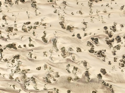 Sand hummocks caused by dwarf shrubs. Aerial view. Drone shot. Namib Desert, Skeleton Coast,