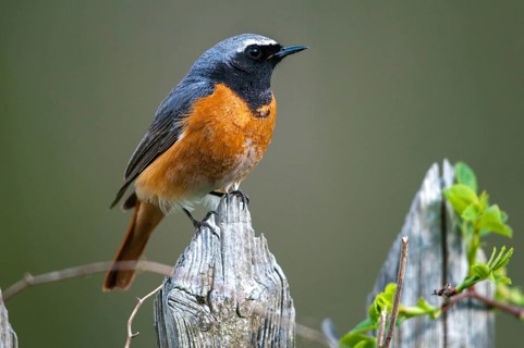 Garden redtail, Phoenicurus phoenicurus, redstart, birds, garden fence, garden birds, garden fence,