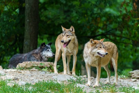 Timberwolf, wolf, American wolf (Canis lupus lycaon), Germany: three wolves stand alert on rocks in