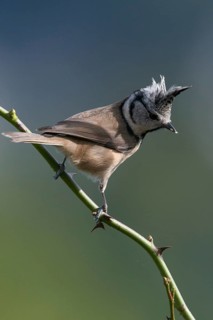 Crested tit, crested tit, Lophophanes cristatus, parus cristatus, birds, high size, portrait