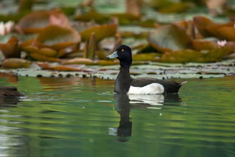 Aythya fuligula, heron duck, tufted duck, anatidae, birds, ducks, ducks, ducks, male, birds,