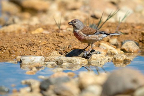 Acanthis cannabina, bloodtail, linaria cannabina, linnet, bath, bird bath, birds, hanfling, male,