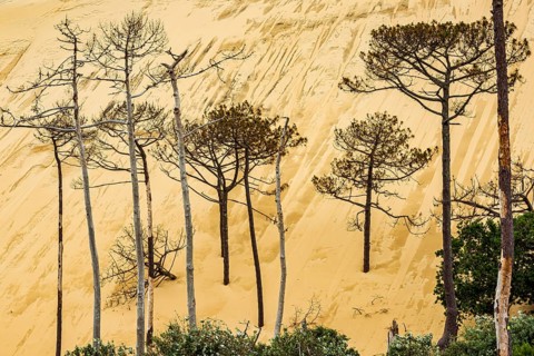 Dead trees in front of the Dune du Pilat near Arcachon on the Atlantic, France