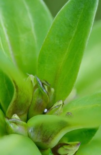 Glaucopsyche Alcon ssp. rebeli, glaucopsyche rebeli, cruciferous ant blue, maculinea rebeli,