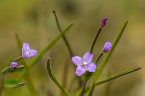 Epilobium parviflorum, hoary willowherb, small flowered fireweed, flora, plants, plants, fireweed