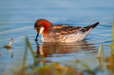 Norway, Odinshühnchen, Phalaropus Lobatus, Red-necked Phalarope, Varanger, Birds, Charadriiformes,