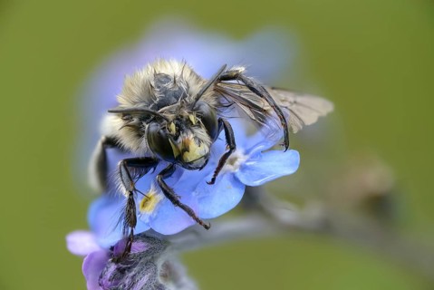 Anthophora acervorum, anthophora plumipes, apidae, bees, spring fur bee, common fur bee,