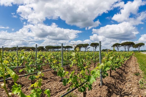 Wine-growing in Mèdoc near Bordeaux, France