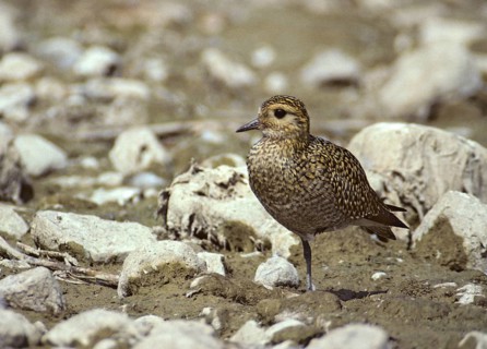 Blackbellied Plover, Grey Plover, Lappialis Squatarola, Birds, Charadriiformes, Adolescent,