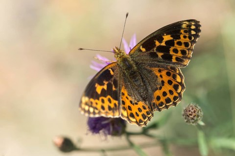 Aberration, argynnis lathonia, issoria lathonia, small mother-of-pearl butterfly, queen of Spain