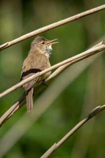 Acrocephalus Scirpaceus, reed warbler, birds, song, high size, portrait format, passeri, singing,