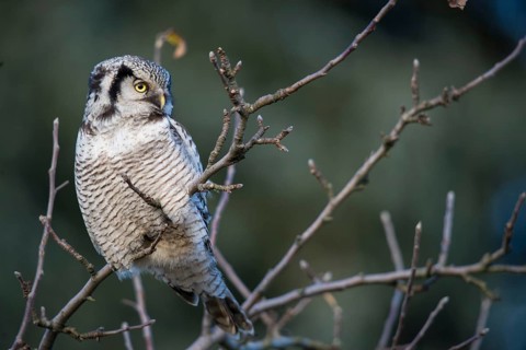 Hawk owl, sparrow owl, surnia ulula, birds, owls, northern hawk owl, owls, strigiformes, birds