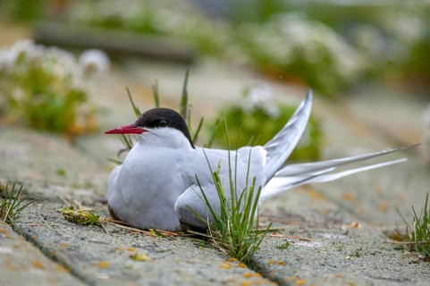 Arctic tern, arctic tern, Norway, sterna paradisaea, varanger, birds, breed, brood,