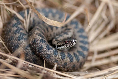 European adder, European viper, venomous snake, vipera berus, critters, poisonous reptilia,