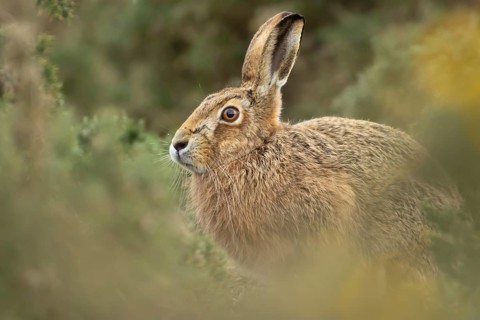 European brown hare (Lepus europaeus) adult animal amongst gorse bushes, England, United Kingdom