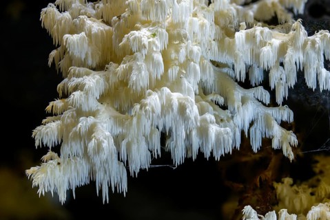 Alpine spiked beard, beard coral, beech spiked beard, coral tooth fungus, ice coral, hericium