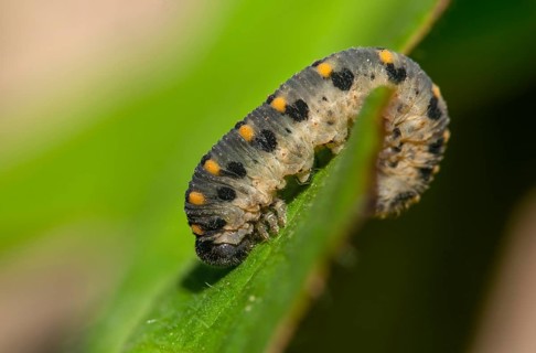 Abia sericea, cimbicidae, club horned sawfly, hymenoptera, clubhorn leaf wasp, clubhorn leaf wasps,