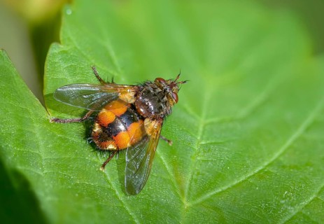 Hedgehog fly, hedgehog fly, caterpillar fly, tachina fera, diptera, insects, two-winged birds