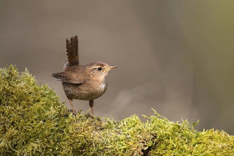 Troglodytes troglodytes, wren, birds, passeri, songbirds, songbirds, birds